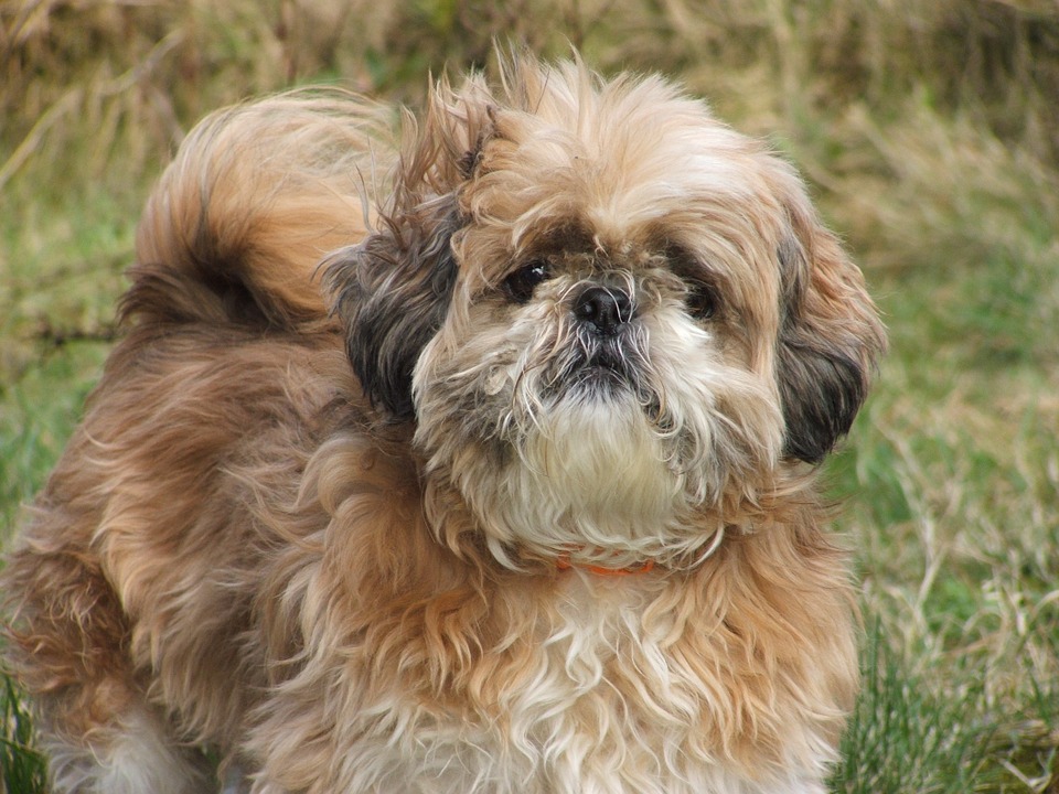 dog-64327_960_720